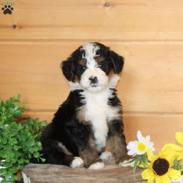 Dolly – F1, Bernedoodle Puppy